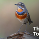 Image for article titled New Windex Formula Promises To Kill Twice As Many Birds